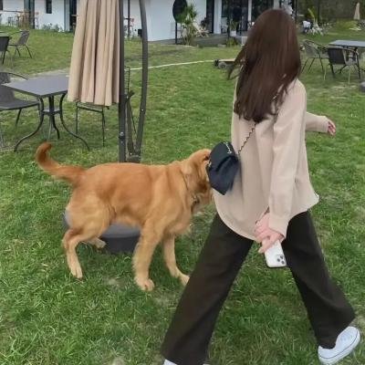 义犬报恩